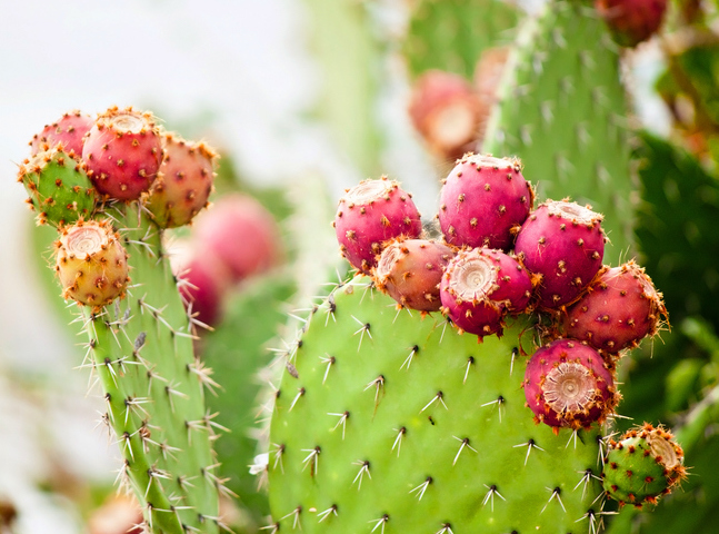 Product-based-on-prickly-pear-extract-takes-aim-at-jet-lag.jpg
