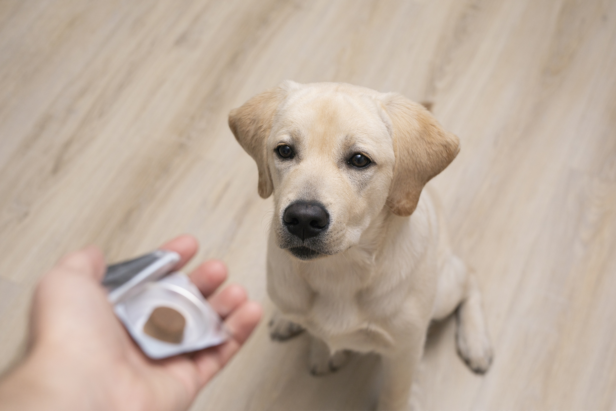 Pet supplement sales surged 21% in 2020: Report